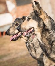 SERAMIS, Hund, Mischlingshund in Rumänien - Bild 3