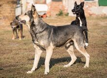 SERAMIS, Hund, Mischlingshund in Rumänien - Bild 4