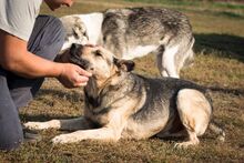 SERAMIS, Hund, Mischlingshund in Rumänien - Bild 5