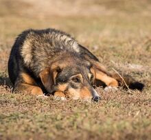 SERAMIS, Hund, Mischlingshund in Rumänien - Bild 6