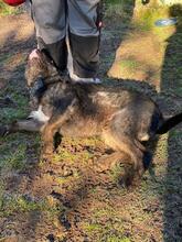 ALESKO, Hund, Mischlingshund in Baumholder - Bild 23