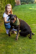 ALESKO, Hund, Mischlingshund in Baumholder - Bild 4
