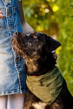 ALESKO, Hund, Mischlingshund in Baumholder - Bild 5