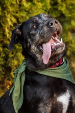 ALESKO, Hund, Mischlingshund in Baumholder - Bild 6
