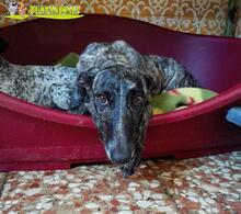 RISA, Hund, Galgo Español in Spanien - Bild 2