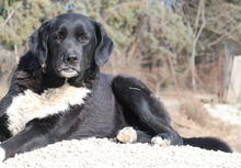 ALVIDA, Hund, Mischlingshund in Griechenland - Bild 1