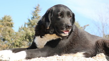ALVIDA, Hund, Mischlingshund in Griechenland - Bild 10