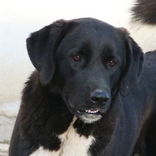 ALVIDA, Hund, Mischlingshund in Griechenland - Bild 2