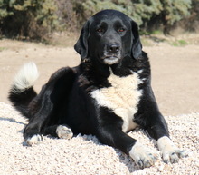 ALVIDA, Hund, Mischlingshund in Griechenland - Bild 4
