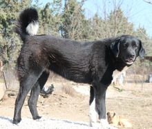 ALVIDA, Hund, Mischlingshund in Griechenland - Bild 5
