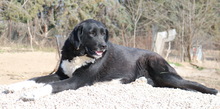 ALVIDA, Hund, Mischlingshund in Griechenland - Bild 6