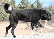 ALVIDA, Hund, Mischlingshund in Griechenland - Bild 8