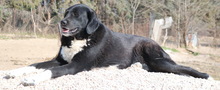 ALVIDA, Hund, Mischlingshund in Griechenland - Bild 9