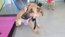 CHAPA, Hund, Mischlingshund in Spanien - Bild 2