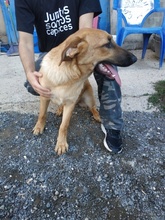 CHAPA, Hund, Mischlingshund in Spanien - Bild 3