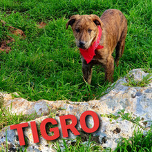 TIGRO, Hund, Mischlingshund in Italien - Bild 2