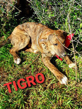 TIGRO, Hund, Mischlingshund in Italien - Bild 3