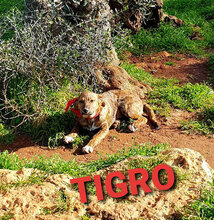 TIGRO, Hund, Mischlingshund in Italien - Bild 4