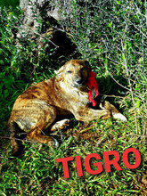 TIGRO, Hund, Mischlingshund in Italien - Bild 5