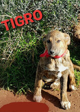 TIGRO, Hund, Mischlingshund in Italien - Bild 7