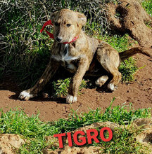 TIGRO, Hund, Mischlingshund in Italien - Bild 8