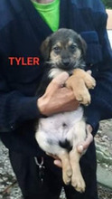 TYLER, Hund, Mischlingshund in Italien - Bild 1