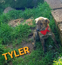 TYLER, Hund, Mischlingshund in Italien - Bild 11
