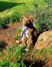 TYLER, Hund, Mischlingshund in Italien - Bild 13