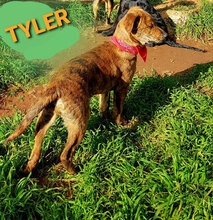 TYLER, Hund, Mischlingshund in Italien - Bild 15