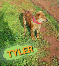 TYLER, Hund, Mischlingshund in Italien - Bild 17