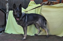 PANIKA, Hund, Mischlingshund in Slowakische Republik - Bild 3