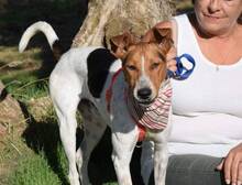 INIGO, Hund, Mischlingshund in Spanien - Bild 3
