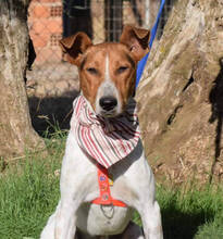 INIGO, Hund, Mischlingshund in Spanien - Bild 4