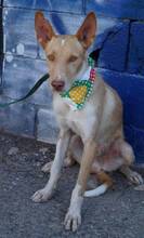 POMODORO, Hund, Podenco Andaluz in Spanien - Bild 2