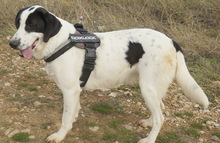 PAMINI, Hund, Mischlingshund in Griechenland - Bild 10