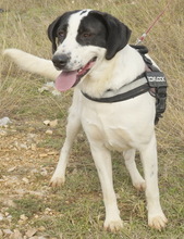 PAMINI, Hund, Mischlingshund in Griechenland - Bild 11