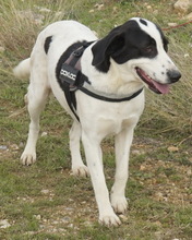 PAMINI, Hund, Mischlingshund in Griechenland - Bild 2
