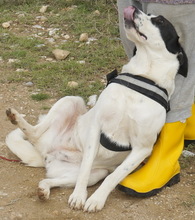 PAMINI, Hund, Mischlingshund in Griechenland - Bild 4