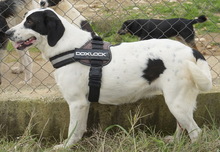 PAMINI, Hund, Mischlingshund in Griechenland - Bild 6
