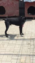BOBO, Hund, Mischlingshund in Rumänien - Bild 4