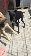 BOBO, Hund, Mischlingshund in Rumänien - Bild 5