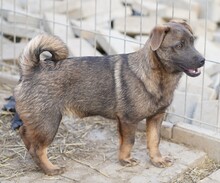 JANNO, Hund, Mischlingshund in Rumänien - Bild 2