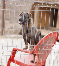 JANNO, Hund, Mischlingshund in Rumänien - Bild 3