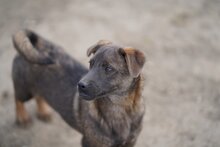 JANNO, Hund, Mischlingshund in Rumänien - Bild 4