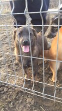 JANNO, Hund, Mischlingshund in Rumänien - Bild 5