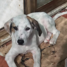 JOE, Hund, Mischlingshund in Italien - Bild 1