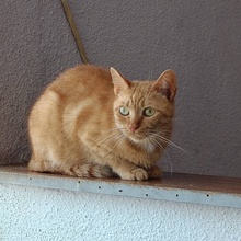 RUFINA, Katze, Europäisch Kurzhaar in Bulgarien - Bild 2