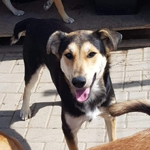 BENNO, Hund, Mischlingshund in Rumänien - Bild 2