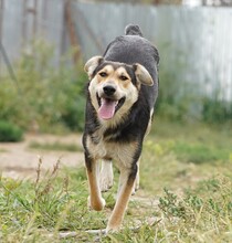 BENNO, Hund, Mischlingshund in Rumänien - Bild 3