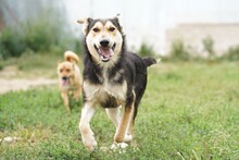BENNO, Hund, Mischlingshund in Rumänien - Bild 4